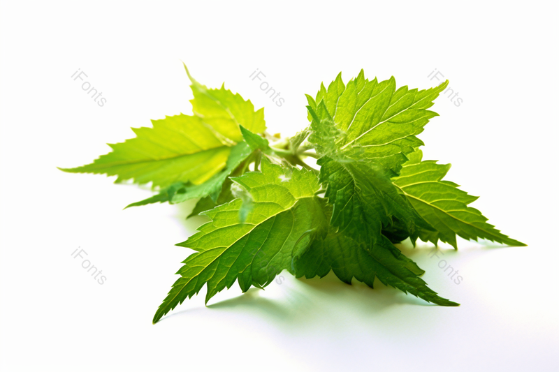 绿色锯齿状绿油油的叶子特写实拍,高清,摄影图,摄影图片,图片大全,摄影图免费下载